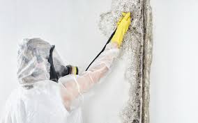 Best Basement Mold Removal  in Bayside, WI